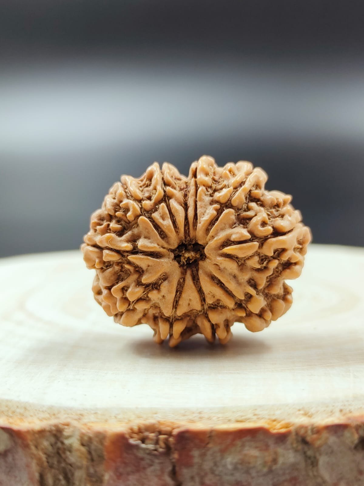 10 Mukhi Nepali Siddh Rudraksha | Rare Krishna Rudraksha for Peace, Protection & Planetary Balance